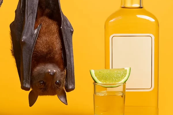 tequila bats Mexico